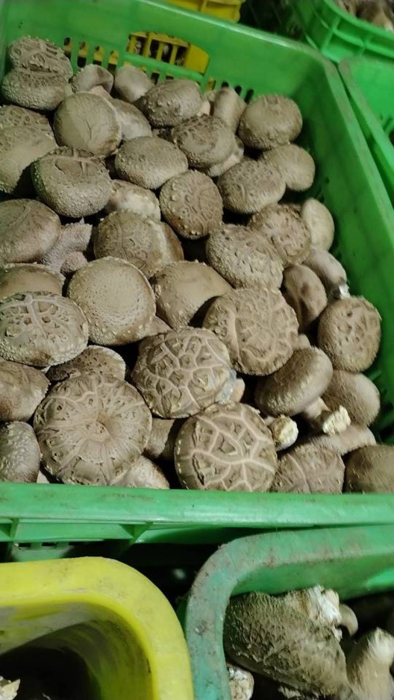 沁源直发！新鲜采摘香菇，肉厚味美，天然无污染，健康好滋味！