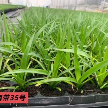 龙血树种苗（山海带）35号黑珍珠