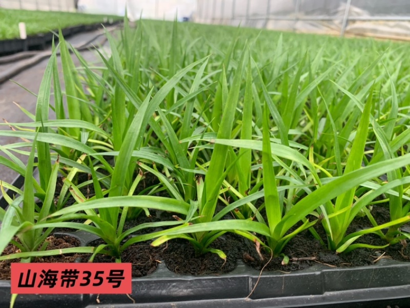 龙血树种苗（山海带）35号黑珍珠