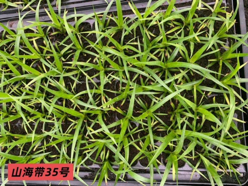 龙血树种苗（山海带）35号黑珍珠