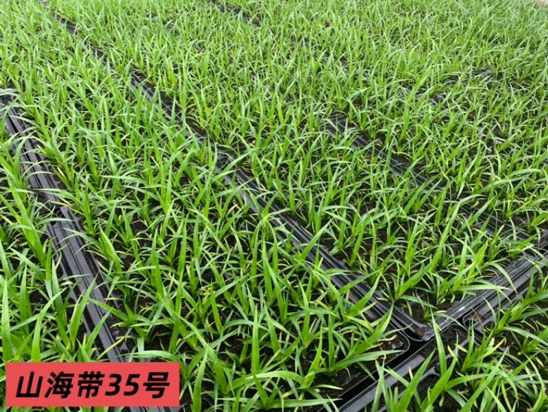 龙血树种苗（山海带）35号黑珍珠