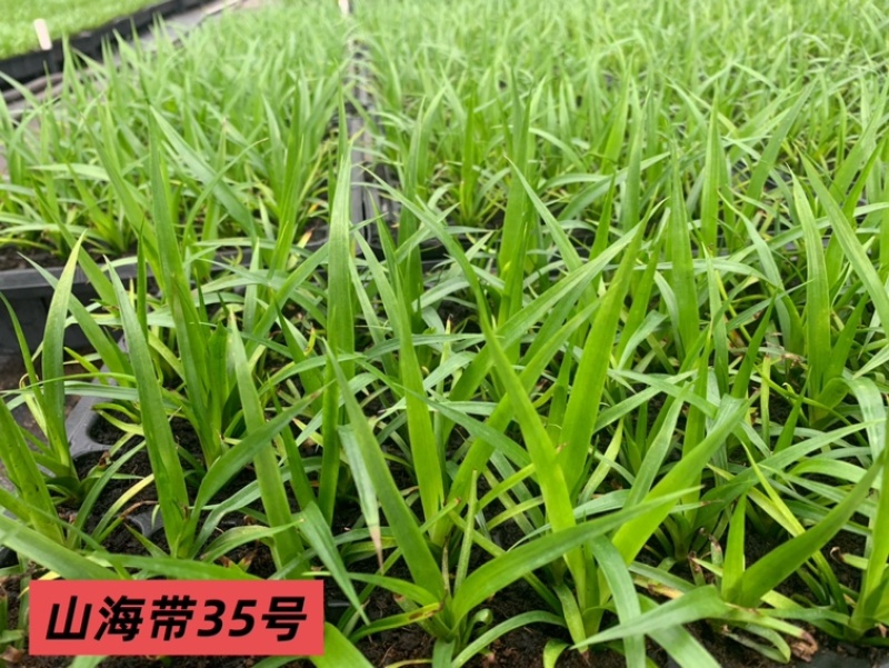 龙血树种苗（山海带）35号黑珍珠