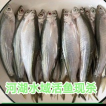 小白条杂鱼配套