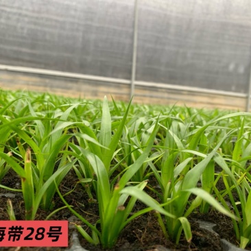 龙血树种苗（山海带）28号