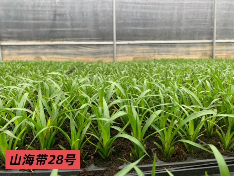 龙血树种苗（山海带）28号
