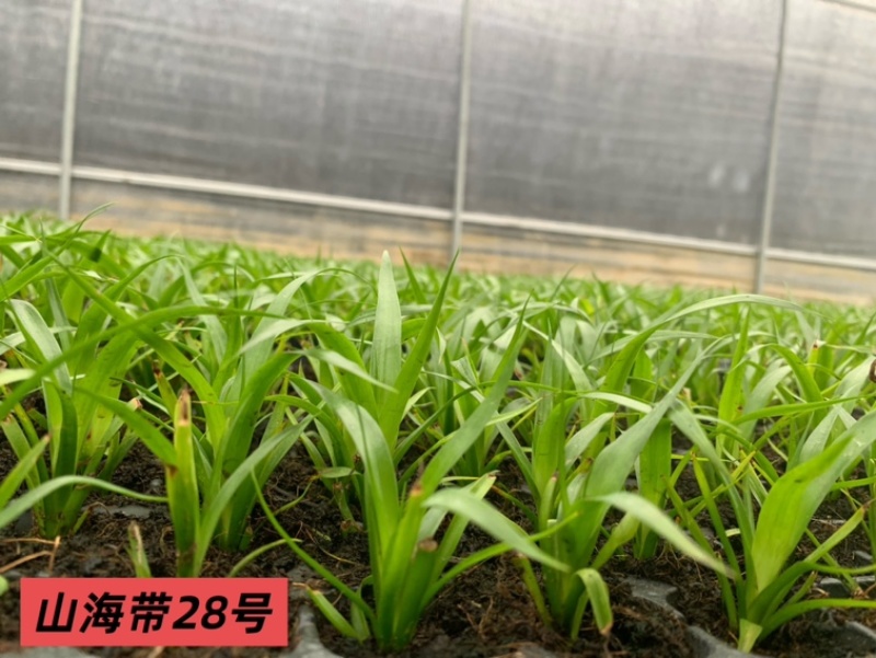 龙血树种苗（山海带）28号