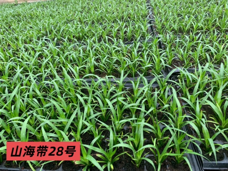 龙血树种苗（山海带）28号