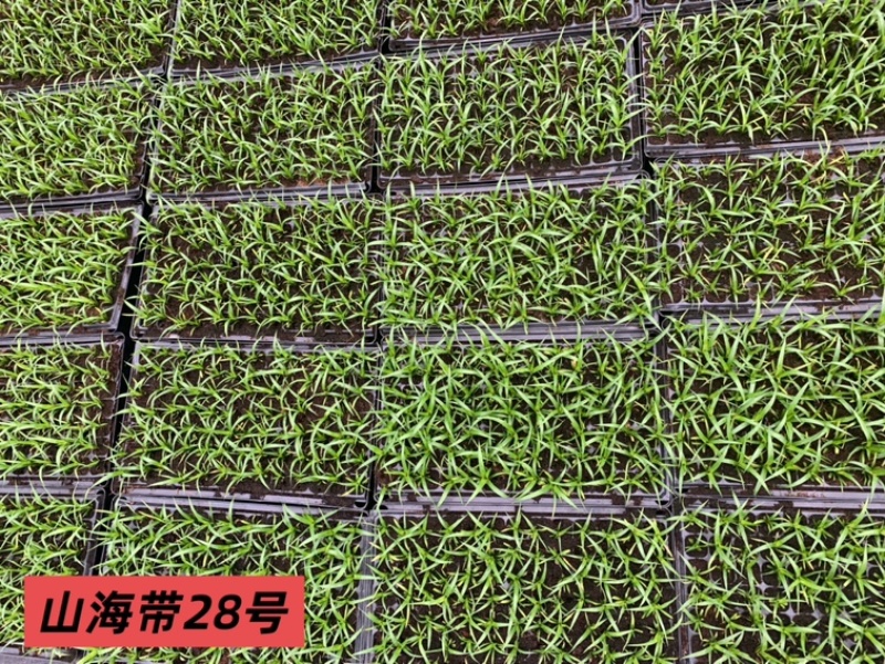 龙血树种苗（山海带）28号