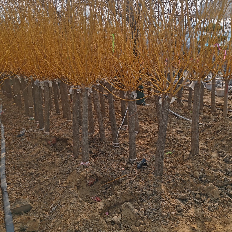 基地大量出售4-10公分金枝槐