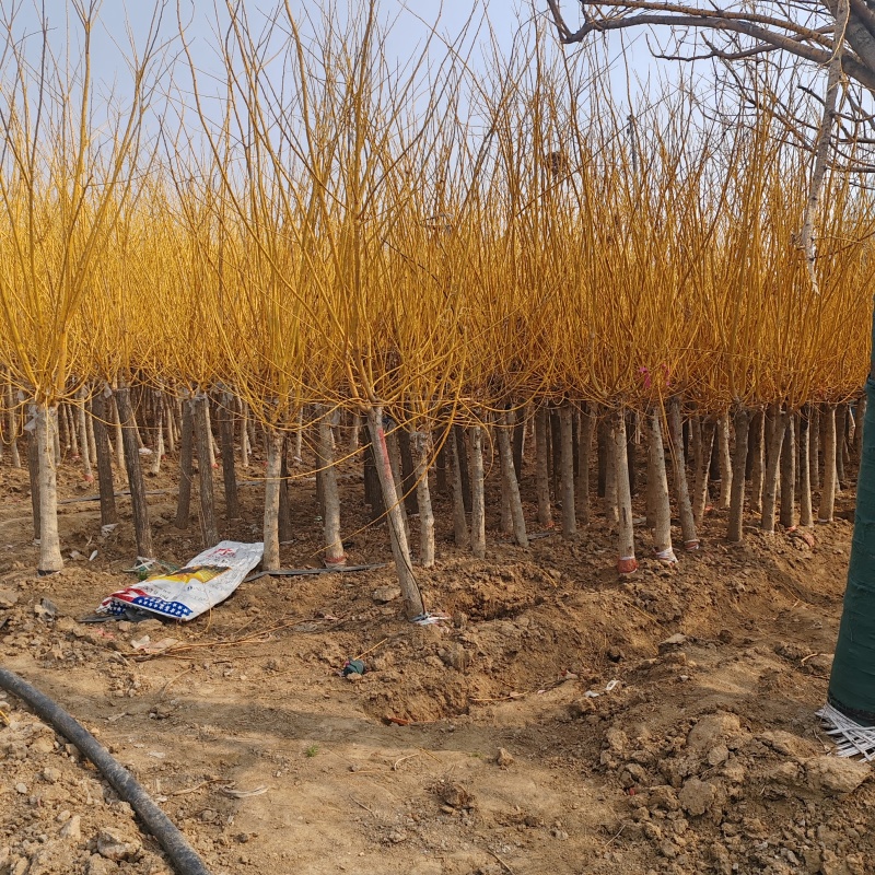 基地大量出售4-10公分金枝槐