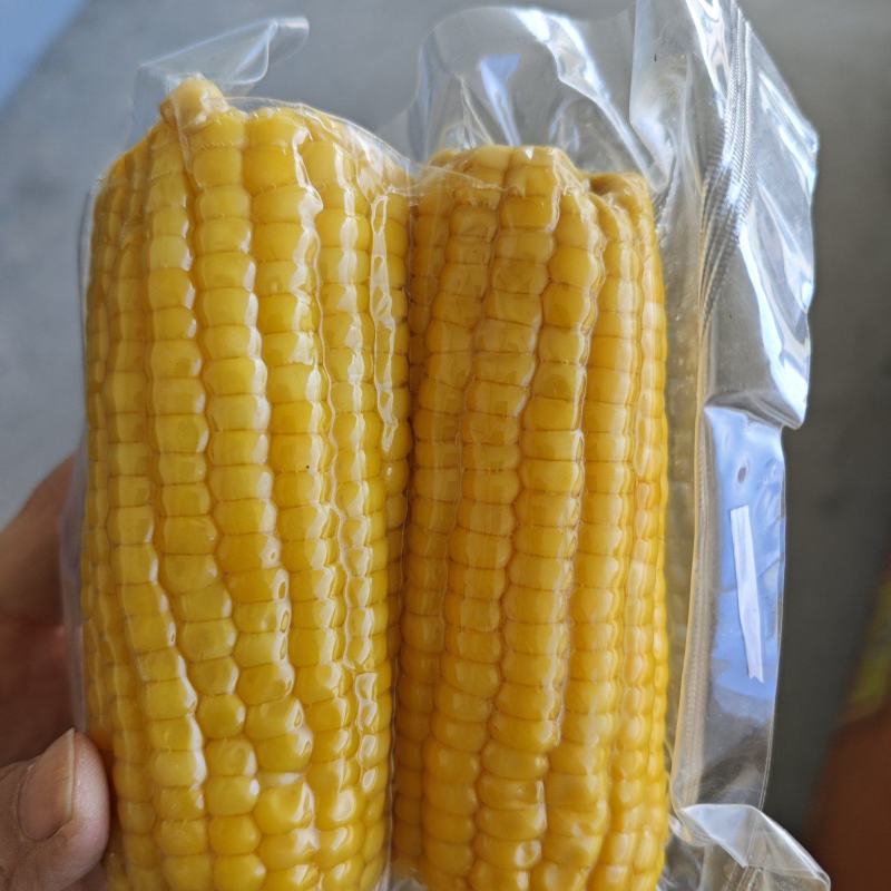 东北糯玉米可代发