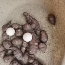 种植三年三叶青