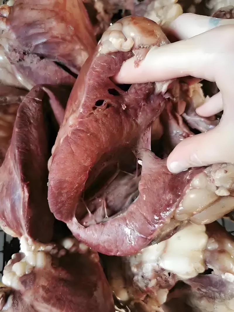 清真《熟牛心》营养丰富，香气扑鼻，量大优惠