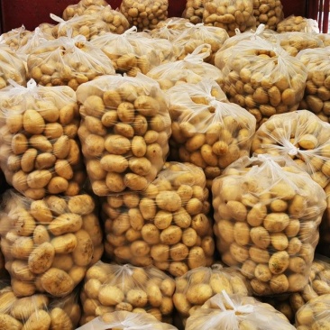 盈江县土豆现场2-4两，精品，直接在地里捡装袋发车新鲜光泽