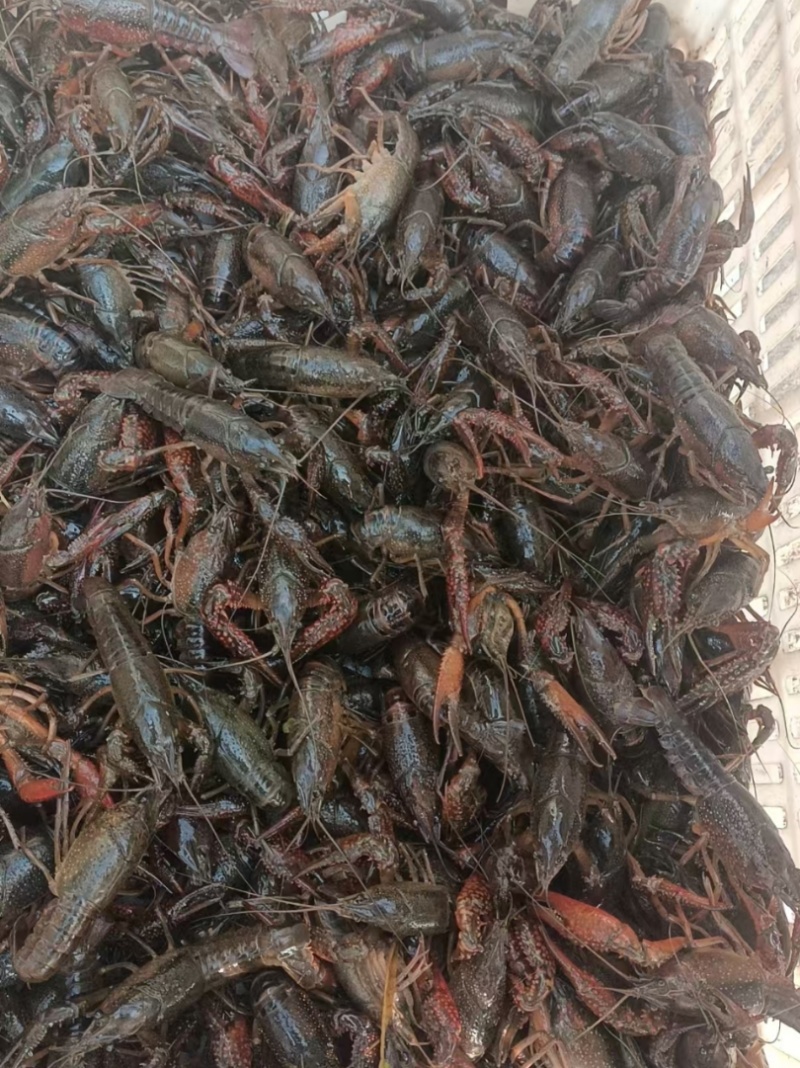 小龙虾