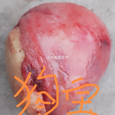 狗宝狗肚子里新鲜出炉