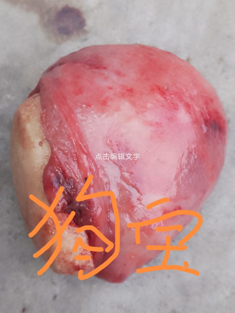 狗宝狗肚子里新鲜出炉