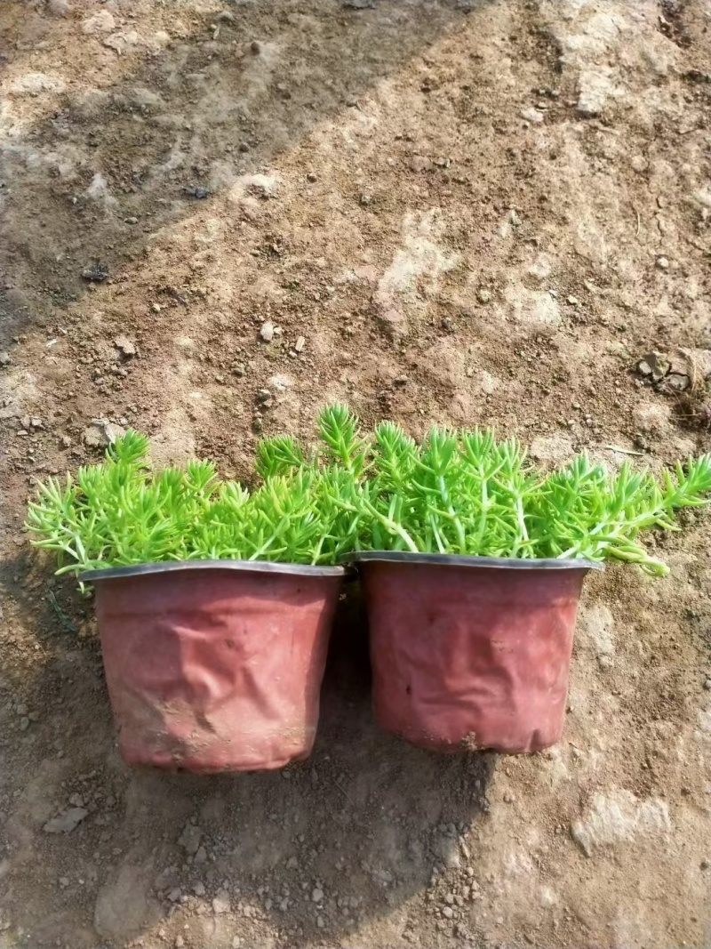 佛甲草