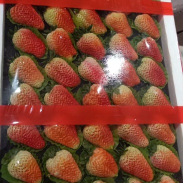 山东大板联盟草莓精品果产地批发水果批发市场商超水果店对接