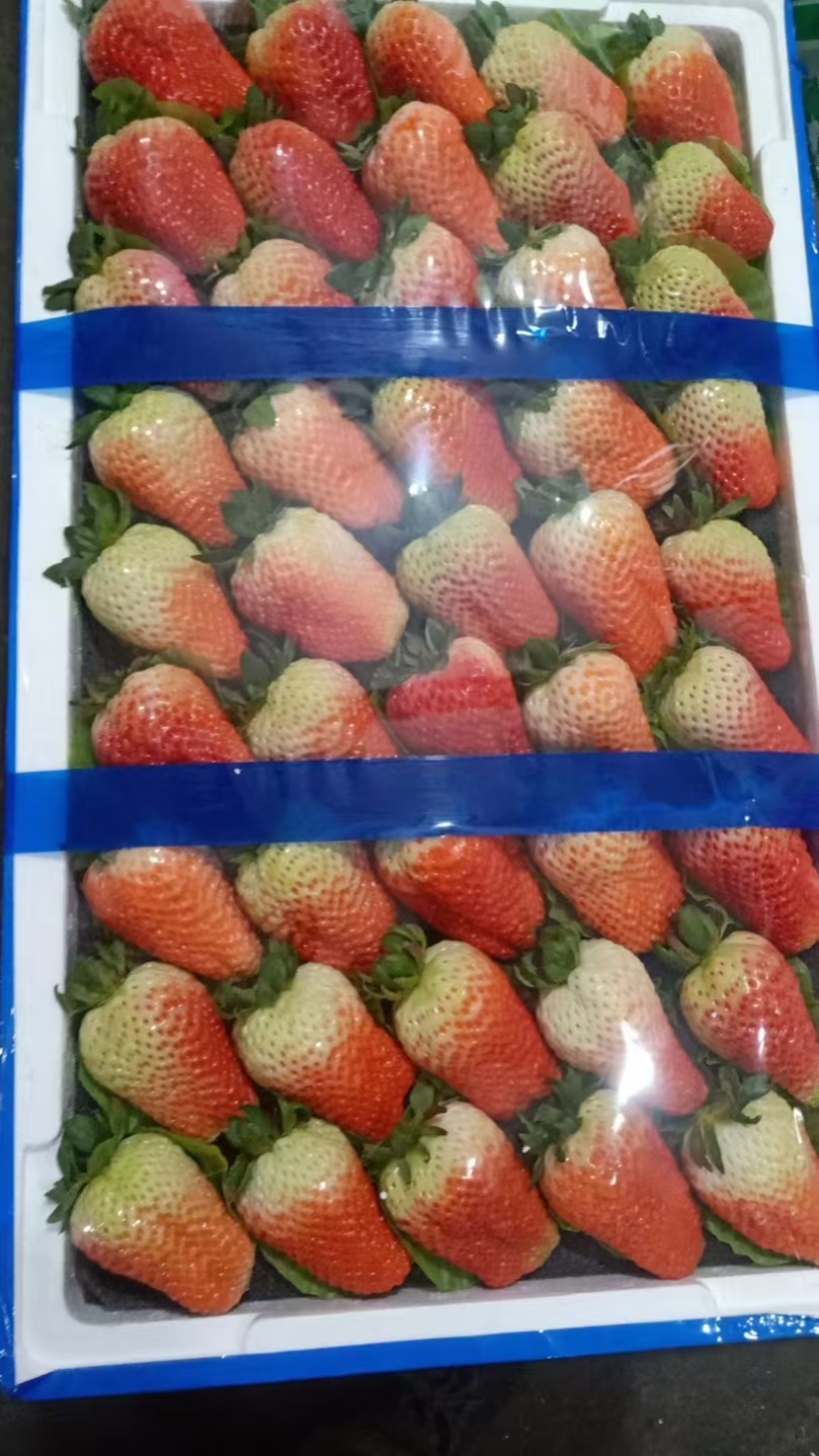 山东大板联盟草莓精品果产地批发水果批发市场商超水果店对接