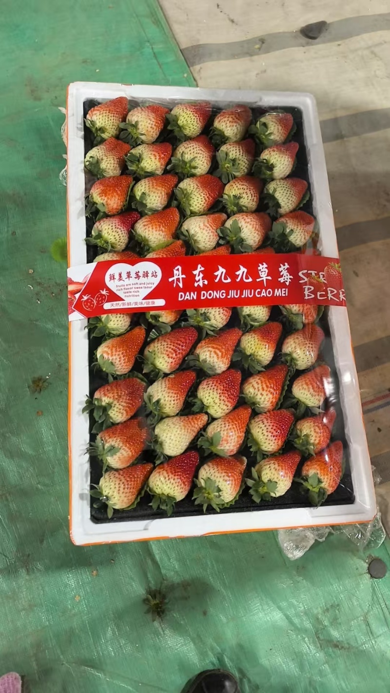 山东大板联盟草莓精品果产地批发水果批发市场商超水果店对接