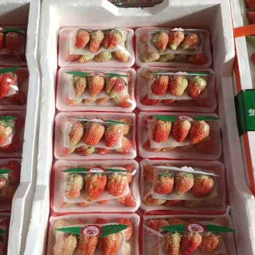 丹东安徽徐州奶油草莓十合一批发