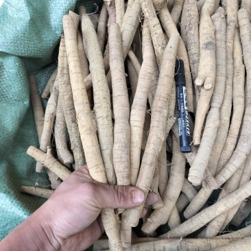 牛大力小叶牛分级货小牛规格，规格均匀货靓，一手货源