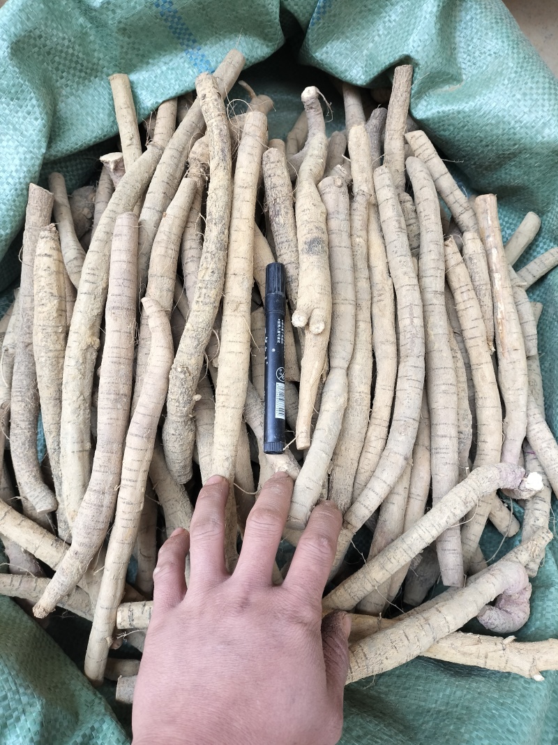 牛大力小叶牛分级货小牛规格，规格均匀货靓，一手货源