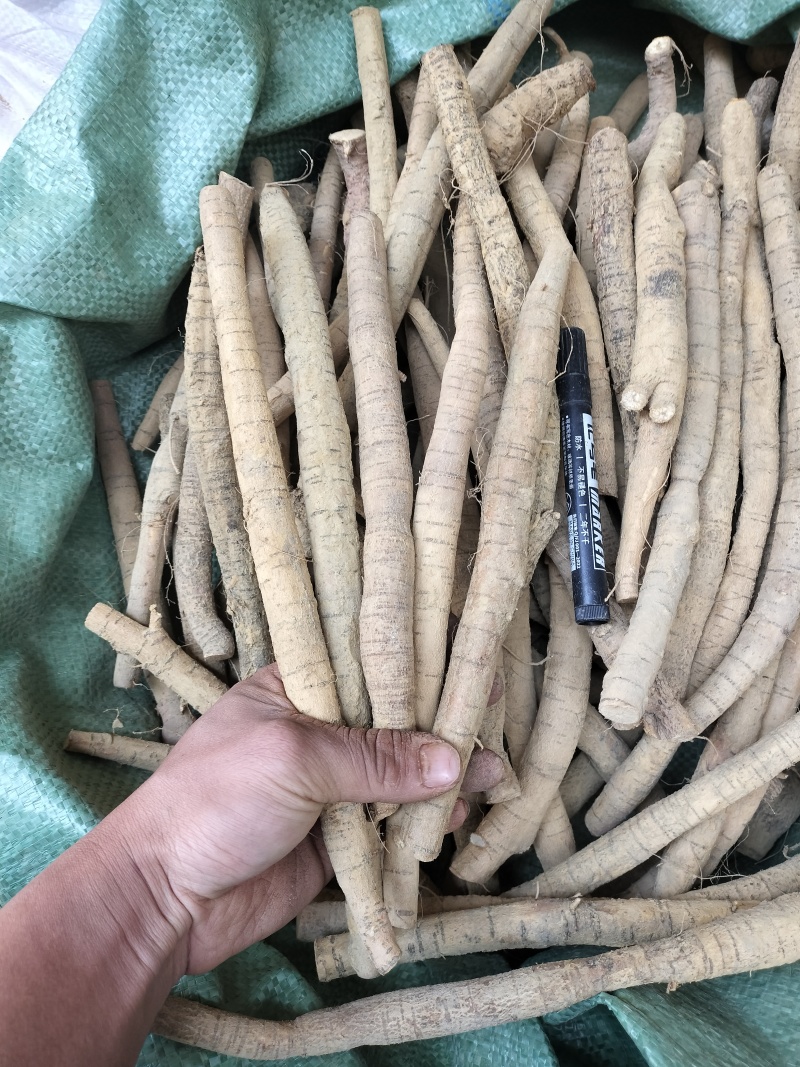 牛大力小叶牛分级货小牛规格，规格均匀货靓，一手货源