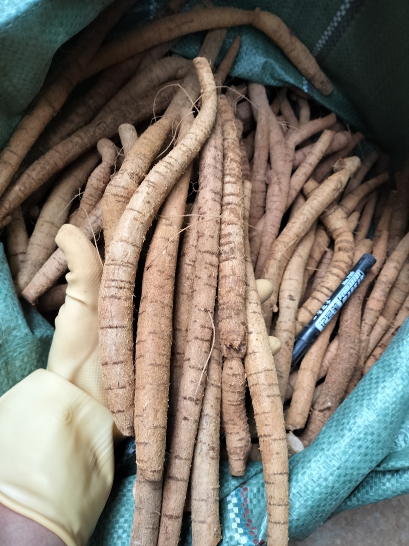 牛大力小叶牛分级货小牛规格，规格均匀货靓，一手货源