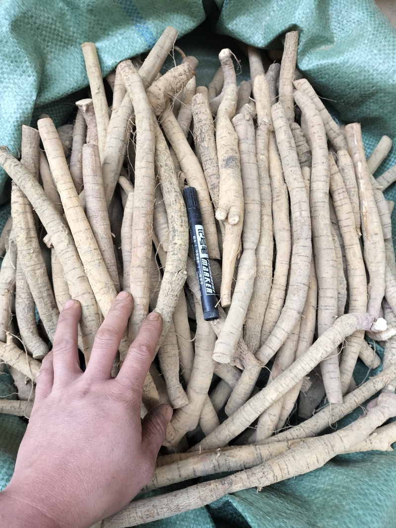 牛大力小叶牛分级货小牛规格，规格均匀货靓，一手货源
