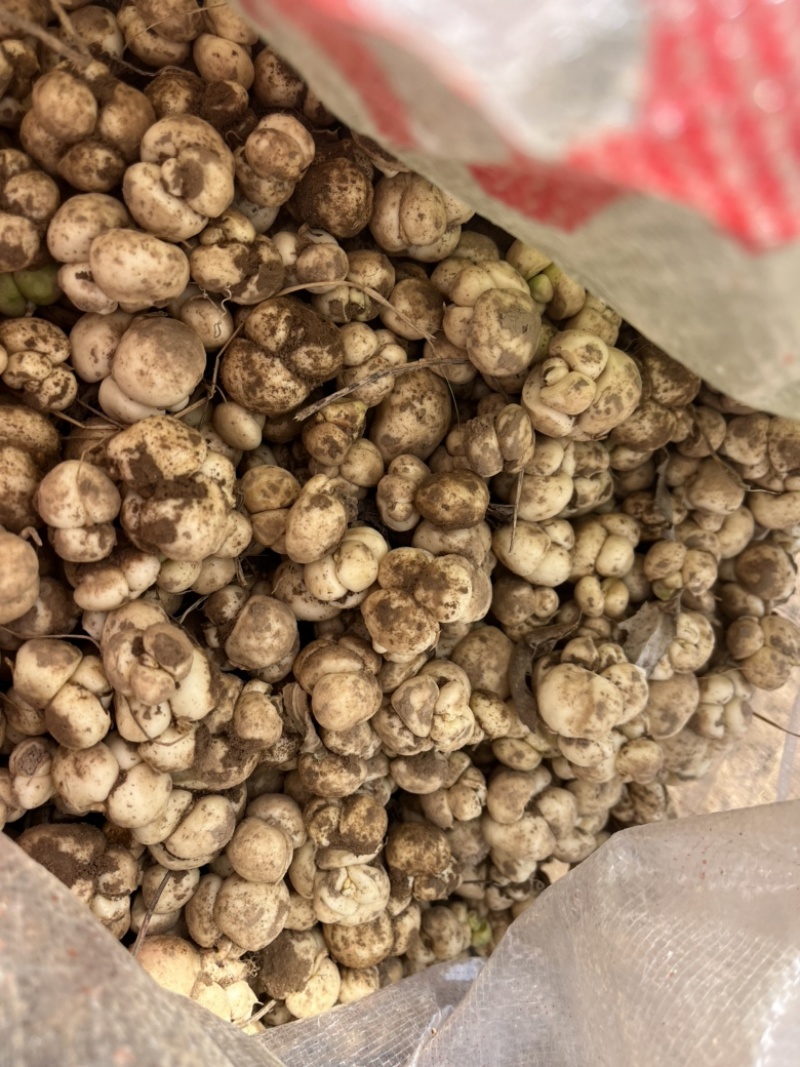 土贝母种子