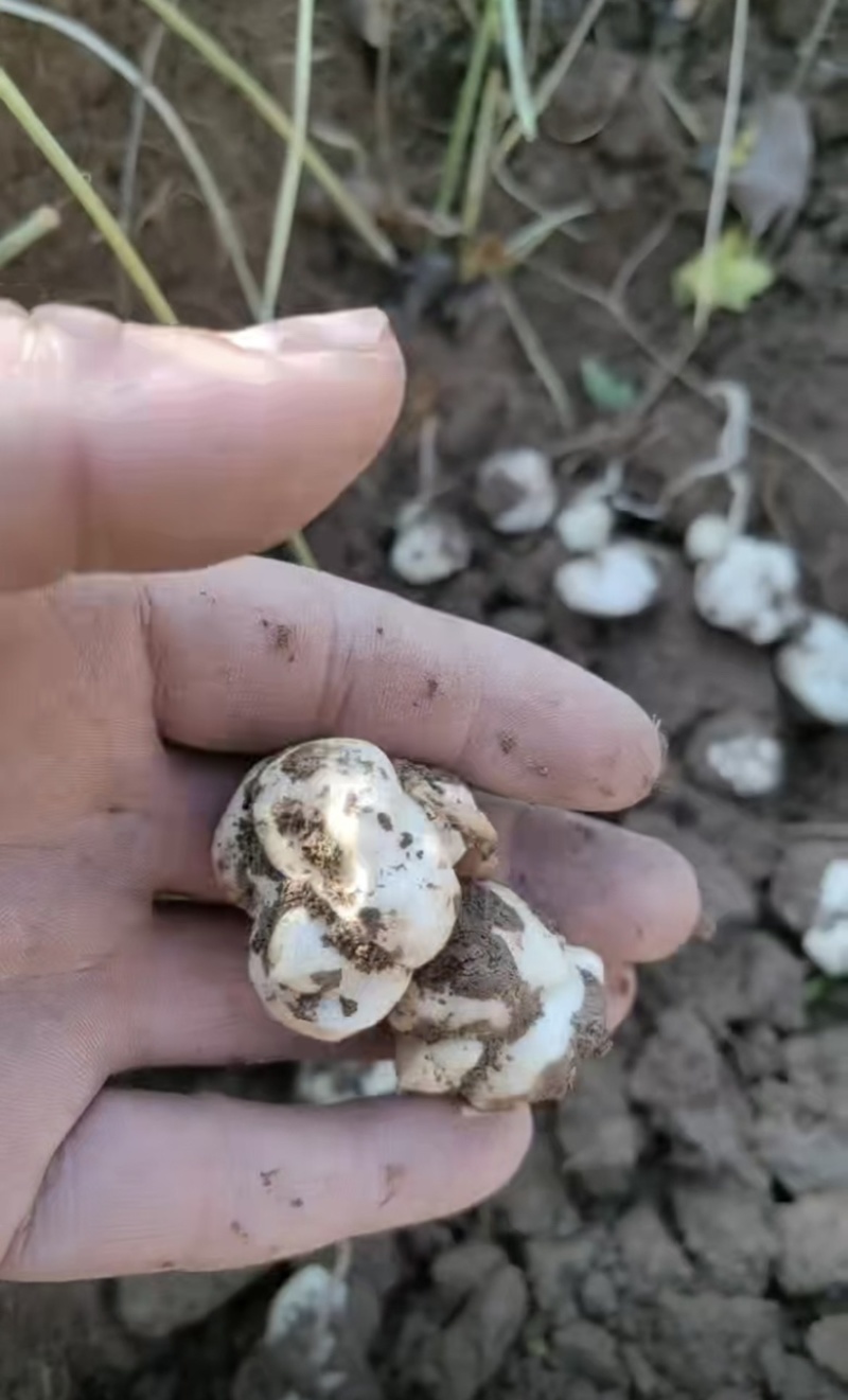 土贝母种子