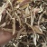 【当归】当归节子甘肃岷县无硫磺