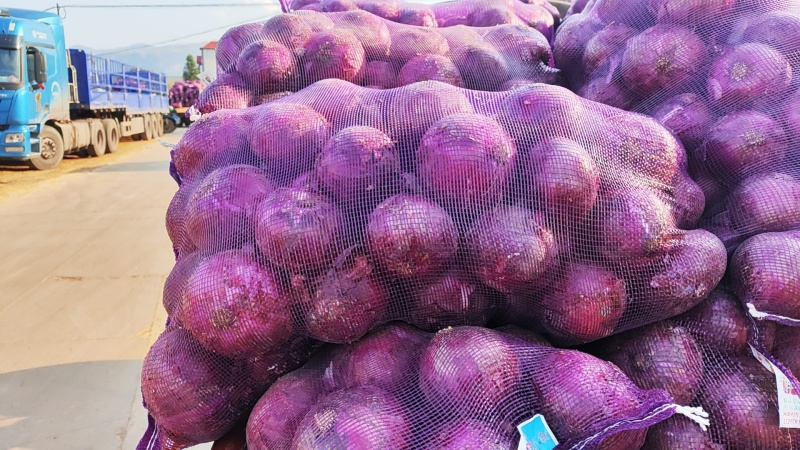 红皮洋葱/量大从优/产地直发货源充足诚信经营可视频看货