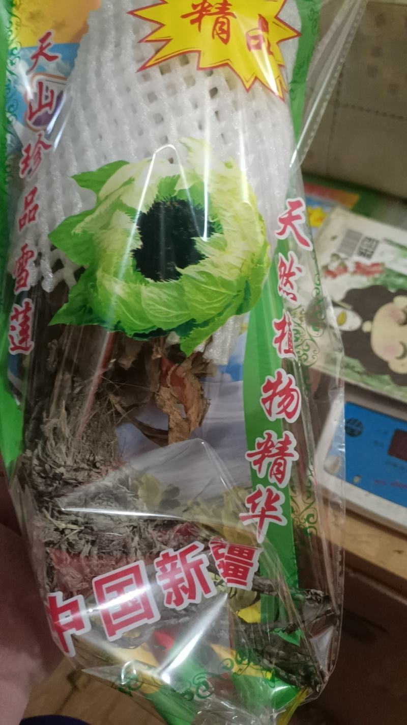 雪莲花天山雪莲花整支朵三朵包邮大朵一朵包邮