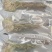 雪莲花天山雪莲花整支朵三朵包邮大朵一朵包邮