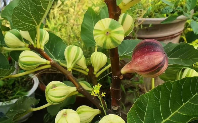 无花果树苗彩虹无花果苗波及红品种苗批发零售