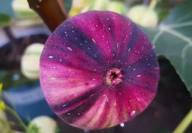 无花果树苗彩虹无花果苗波及红品种苗批发零售