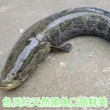 大自然生长黑鱼期待长期合作的你