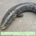 大自然生长黑鱼期待长期合作的你