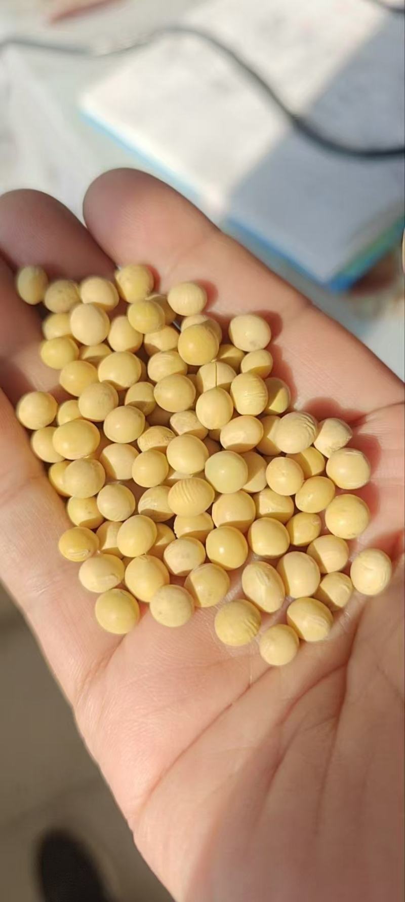 碎黄豆厂里直发价格优惠支持视频看货欢迎来电洽谈