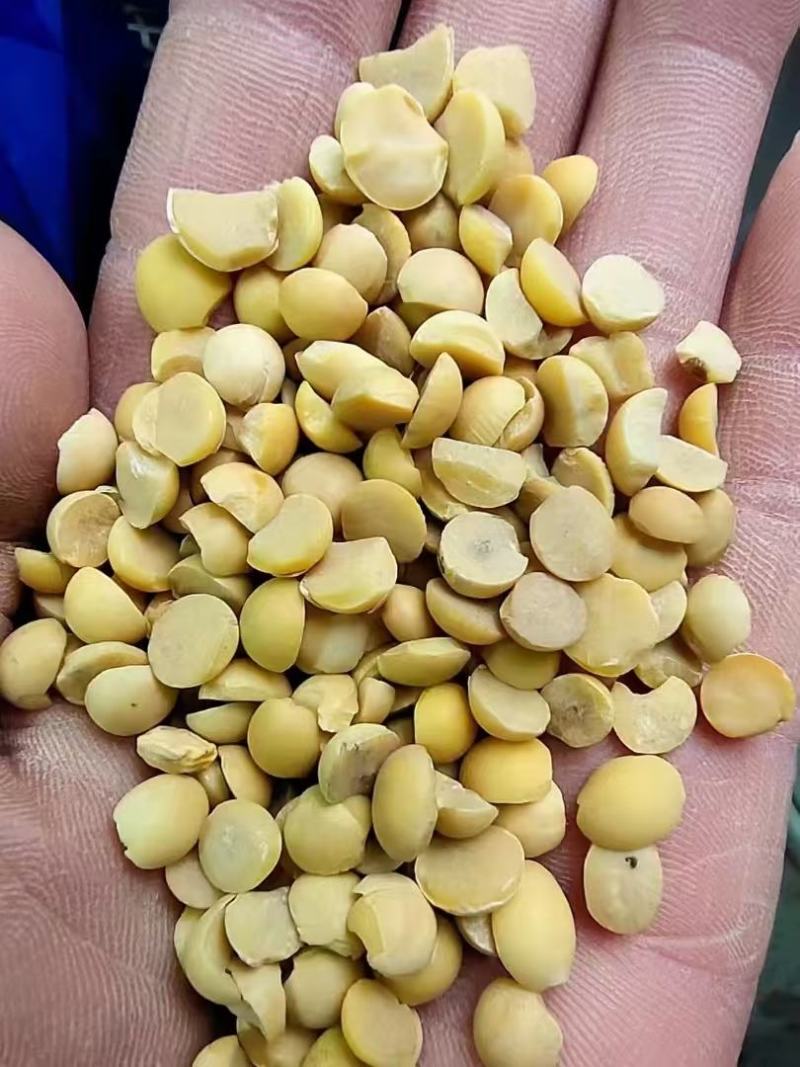 碎黄豆厂里直发价格优惠支持视频看货欢迎来电洽谈