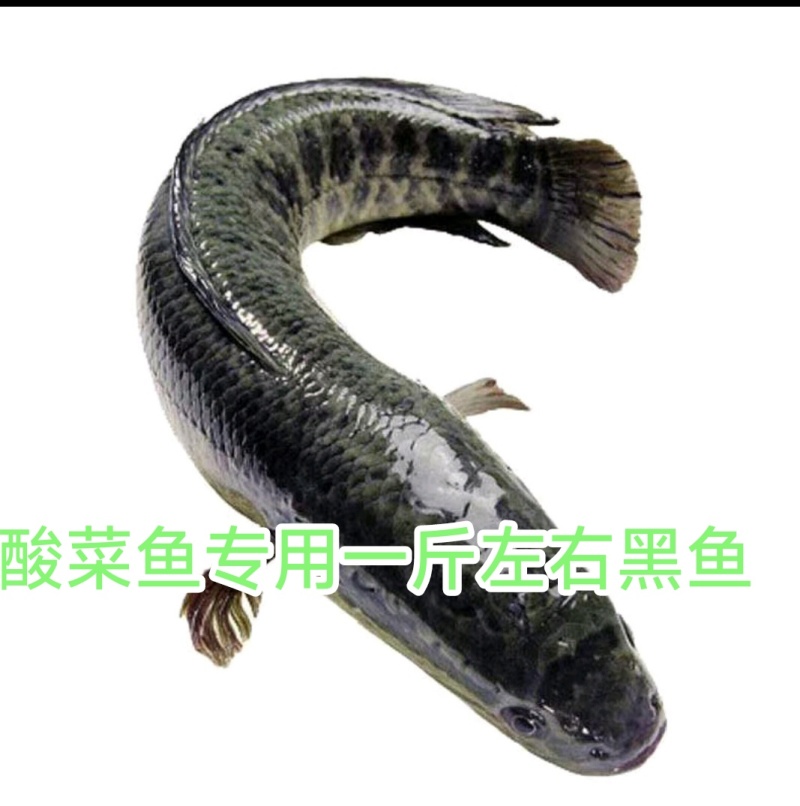 大自然生长黑鱼期待长期合作的你