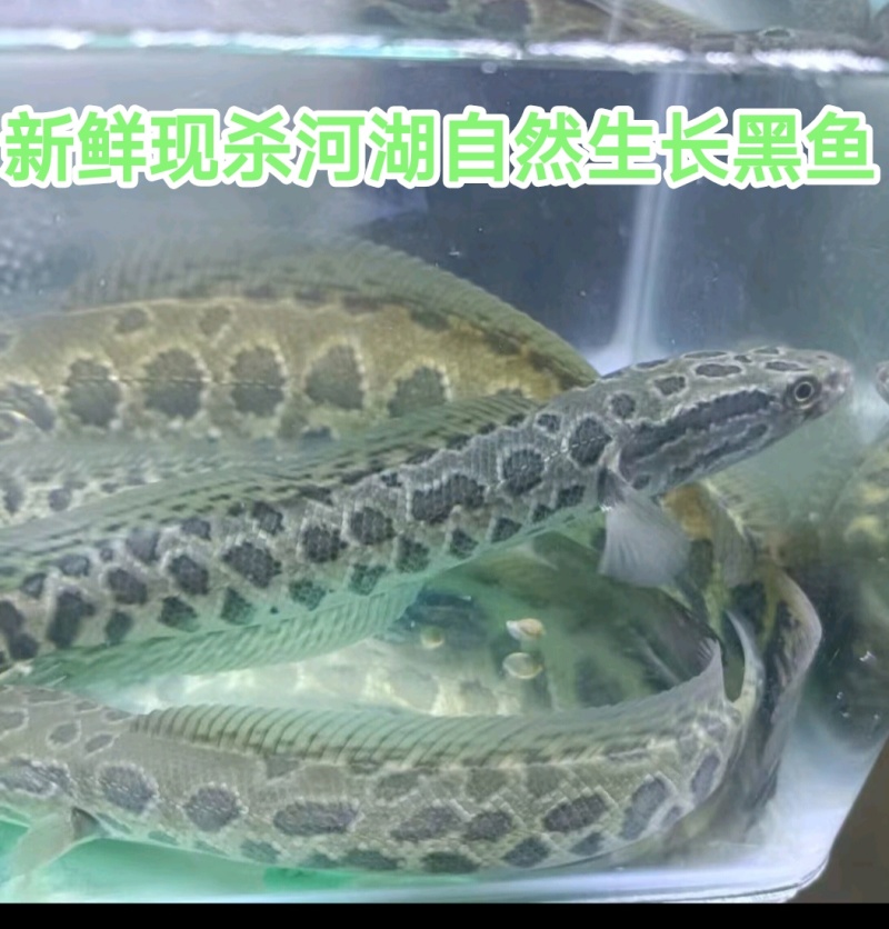 大自然生长黑鱼期待长期合作的你