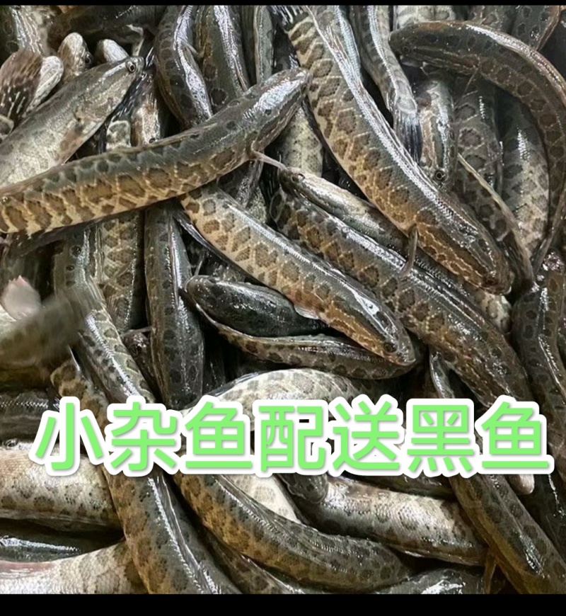 大自然生长黑鱼期待长期合作的你