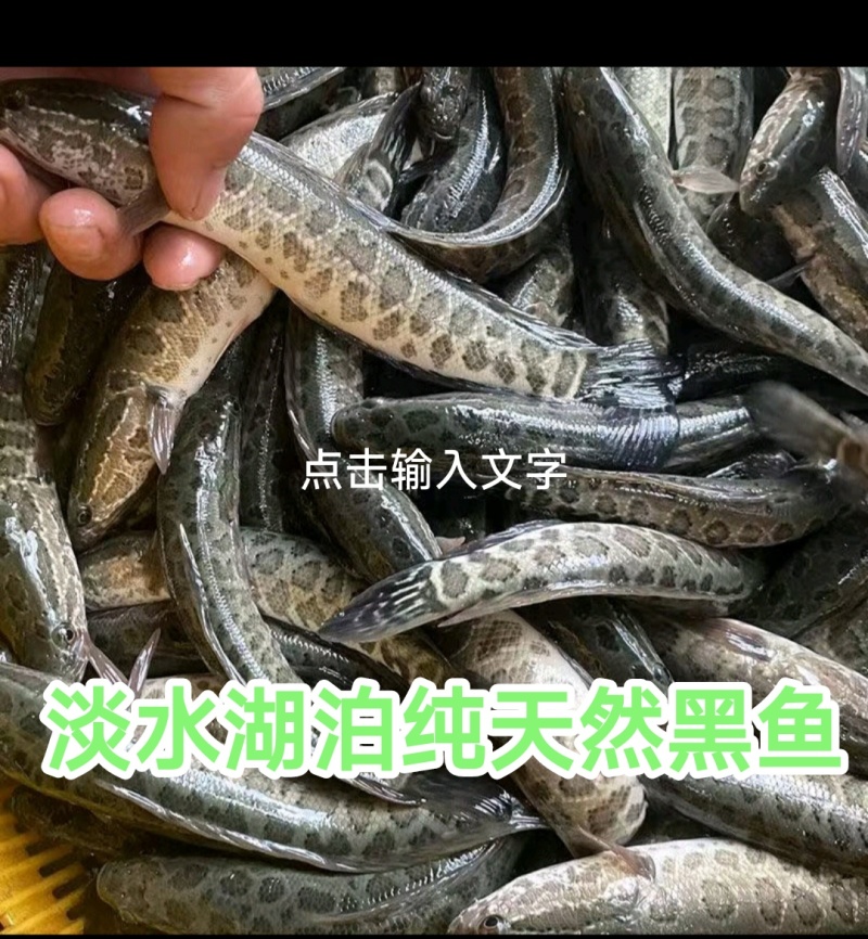 大自然生长黑鱼期待长期合作的你