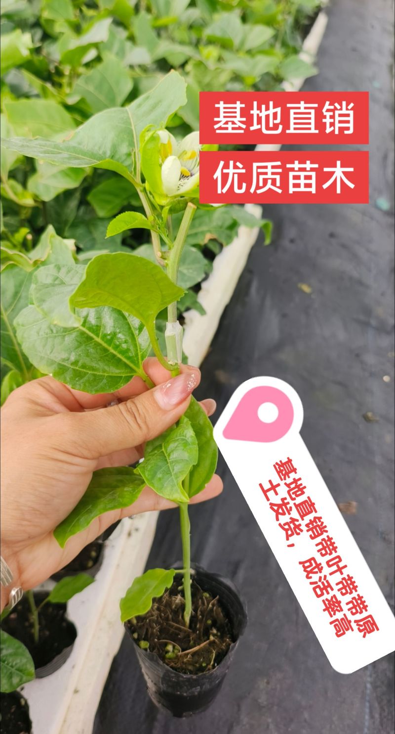 黄金百香果苗钦蜜扦插台农扦插