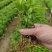 【香橙苗】软枝香橙苗，香橙小苗产地直发量大从优可视频看货