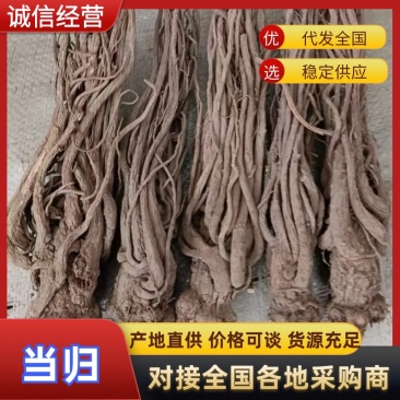 甘肃岷县当归/大货批发/规格齐全现货速发